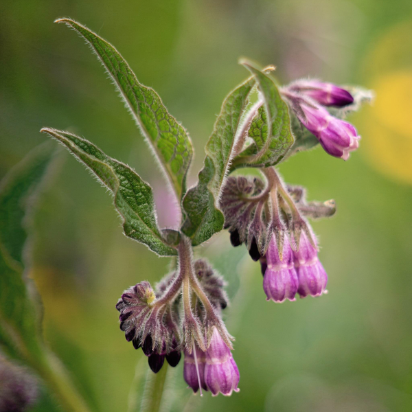 <p>Allantoin</p>