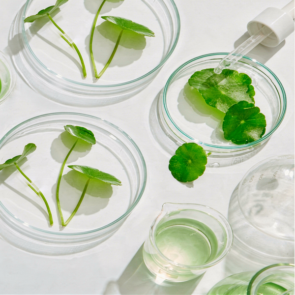 <p>Centella Asiatica (Cica)</p>