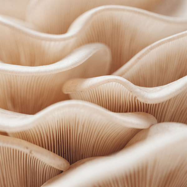 <p>Beta-glucan</p>